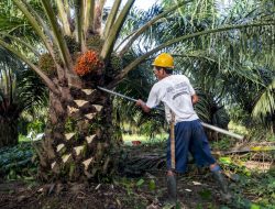 Harga TBS di Landak Anjlok, Pemerintah Ultimatum PKS yang Membeli TBS di Bawah Harga Ketetapan