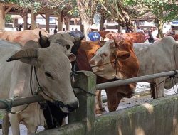 Kebutuhan hewan kurban di Medan capai 10.586 ekor