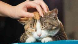 Kajian sains soal pelihara kucing di rumah, benarkah bermanfaat?