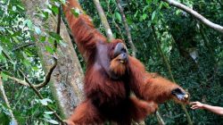 Untuk pertama kalinya di dunia, orang utan sumatra pakai jembatan kanopi