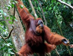 Untuk pertama kalinya di dunia, orang utan sumatra pakai jembatan kanopi