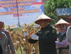 Kadis Pertanian dan  Ketahanan Pangan Kota Palu Lukman,  Panen Jagung.