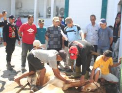 Anggota DPR-RI Longki Djanggola Salurkan 33 Ekor Sapi Kurban Pada Idul Adha 1447 H.