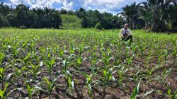 Polsek Meranti Pantau Progres Jagung Mandiri di Desa Kelampai Setolo, Dukung Ketahanan Pangan