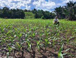 Polsek Meranti Pantau Progres Jagung Mandiri di Desa Kelampai Setolo, Dukung Ketahanan Pangan