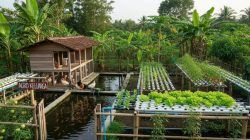 9 ide peternakan kecil campuran ayam dan ikan untuk usaha keluarga, untung berlipat!