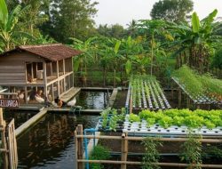 9 ide peternakan kecil campuran ayam dan ikan untuk usaha keluarga, untung berlipat!