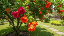 10 pohon buah berbunga indah yang bikin halaman rumah makin cantik dan sejuk