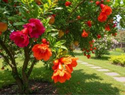 10 pohon buah berbunga indah yang bikin halaman rumah makin cantik dan sejuk
