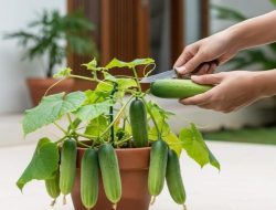 8 langkah praktis cara tanam timun di pot kecil agar berbuah lebat