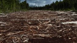 Operasi gabungan Kemenhut di Sumut tertibkan 5 sawmill, ribuan kayu bulat tanpa legalitas ditemukan