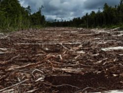 Operasi gabungan Kemenhut di Sumut tertibkan 5 sawmill, ribuan kayu bulat tanpa legalitas ditemukan