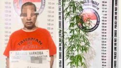 Tanam ganja di pot, MH dibekuk Polres Pematangsiantar