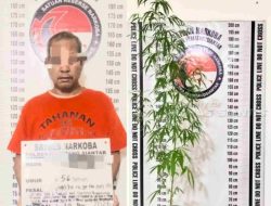 Tanam ganja di pot, MH dibekuk Polres Pematangsiantar