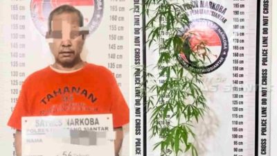 Tanam ganja di pot, MH dibekuk Polres Pematangsiantar