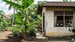 8 pohon buah berakar dangkal yang cocok ditanam dekat dapur rumah