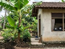 8 pohon buah berakar dangkal yang cocok ditanam dekat dapur rumah