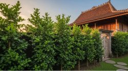 7 pohon buah di halaman rumah yang tak disukai ular piton