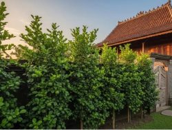 7 pohon buah di halaman rumah yang tak disukai ular piton