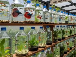 Enam peluang usaha ikan hias dari galon bekas yang minim modal dan sedikit pesaing