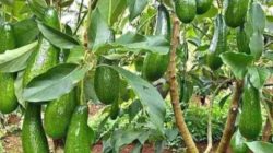 Ada 7 faktor utama yang bikin pohon alpukat subur dan cepat berbuah