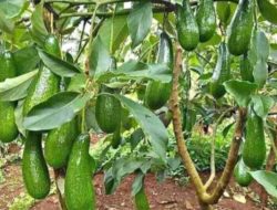 Ada 7 faktor utama yang bikin pohon alpukat subur dan cepat berbuah