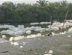 Diduga limbah pabrik, busa cemari sungai dan sawah di Deli Serdang