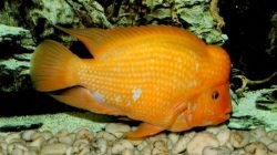 Red devil invasi Danau Toba, bagaimana nasib ikan lokal?