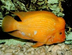 Red devil invasi Danau Toba, bagaimana nasib ikan lokal?